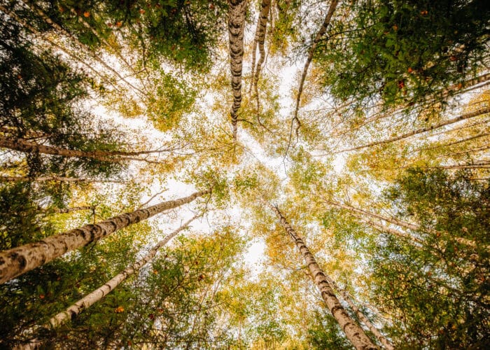 Bild på trädtopparoch blå himmel, taget rakt uppåt.