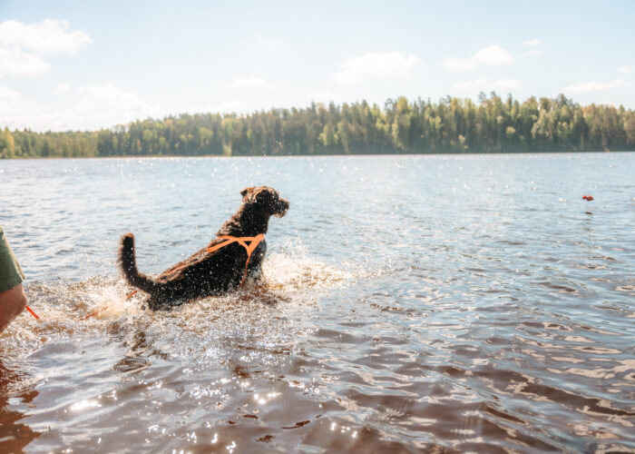 En hund i vattnet som hoppar efter en hundleksak.